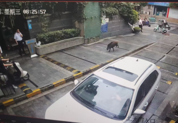 华生证券 野猪闯进杭州市区，跑得飞快！最后它去哪儿了？