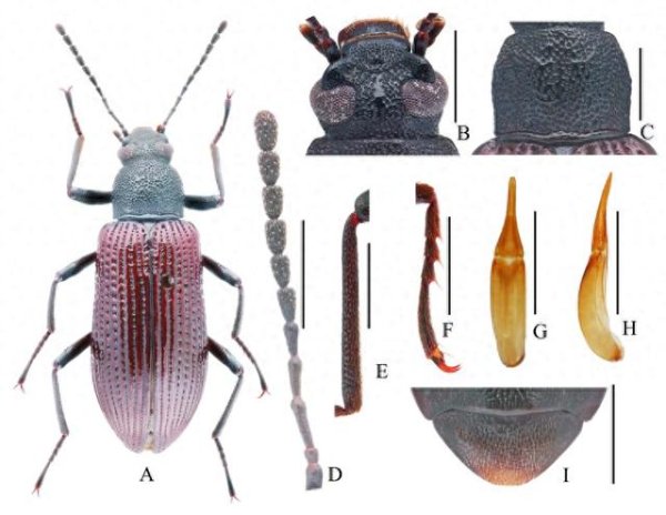 犇牛聚财 丽水发现的这两只虫子，被确认为全球新物种