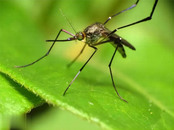 5策略 蚊子真能飞上十楼以上吗？它们是咋进屋的？